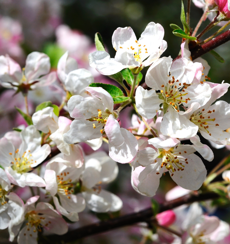 Apple tree blossoms against a blue sky as a visual representation of Apple Blossom Fragrance Oil available at Village Craft and Candle || Un pommier fleurit sur un ciel bleu comme représentation visuelle de l'huile parfumée de fleur de pommier disponible chez Village Craft and Candle.