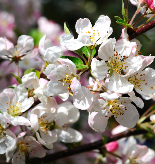Apple tree blossoms against a blue sky as a visual representation of Apple Blossom Fragrance Oil available at Village Craft and Candle