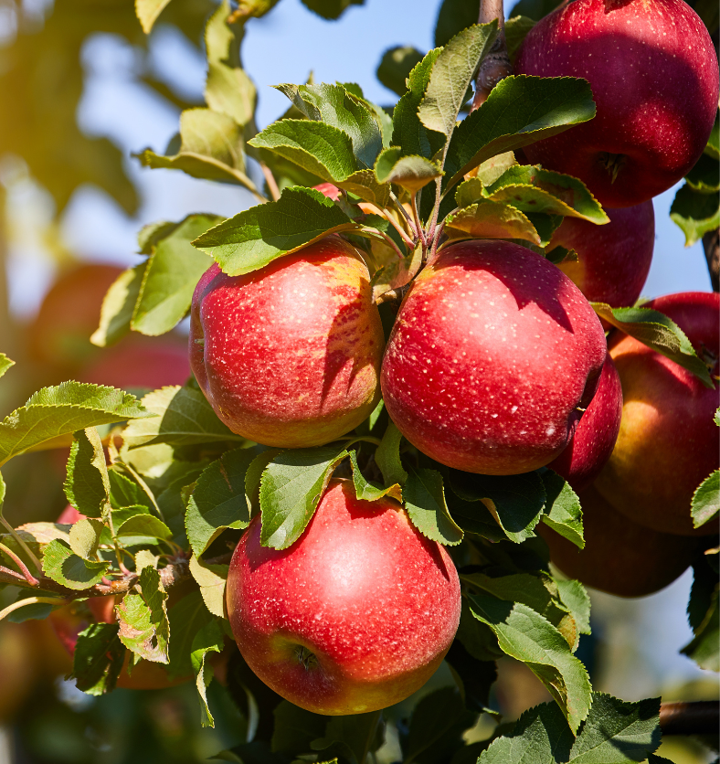 A sunny branch with several red apples on it as a visual representation of Apple Orchard Fragrance Oil available at Village Craft and Candle || Une branche ensoleillée avec plusieurs pommes rouges dessus comme représentation visuelle de l'huile parfumée Apple Orchard disponible chez Village Craft and Candle