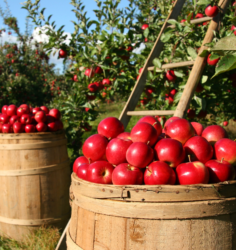 wooden barrels filled with apples in orchard with ladder behind as a visual representation of Apple Pickin' Fragrance Oil available at Village Craft and Candle || Deux personnes tenant un tonneau en bois rempli de pommes comme représentation visuelle de l'huile parfumée Apple Pickin' disponible chez Village Craft and Candle