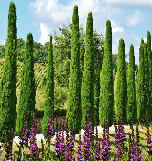 Blue Verbena & Cypress Fragrance Oil for candle making