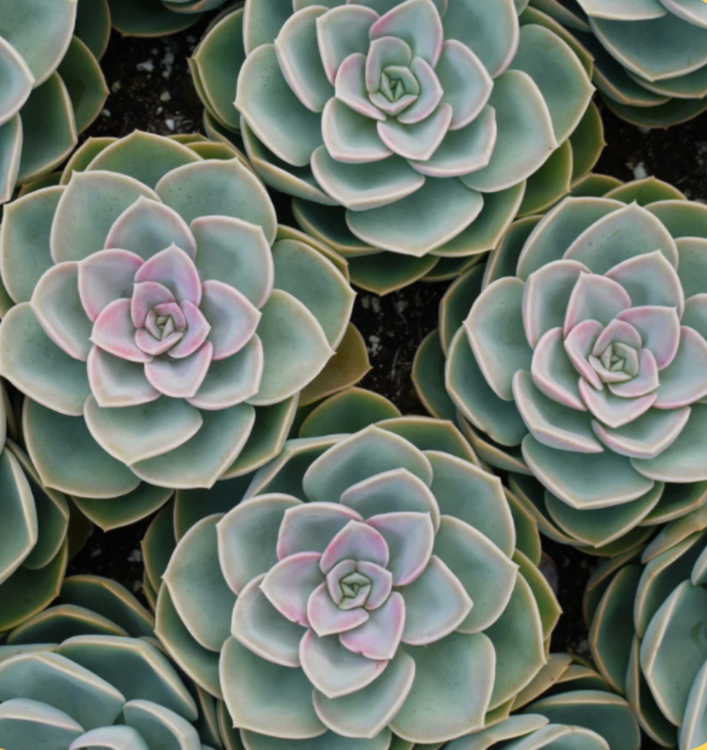 Top view of nine small cacti as a visual representation of Cactus Fragrance Oil available at Village Craft and Candle || Vue de dessus de neuf petits cactus comme représentation visuelle de l'huile parfumée de cactus disponible chez Village Craft and Candle