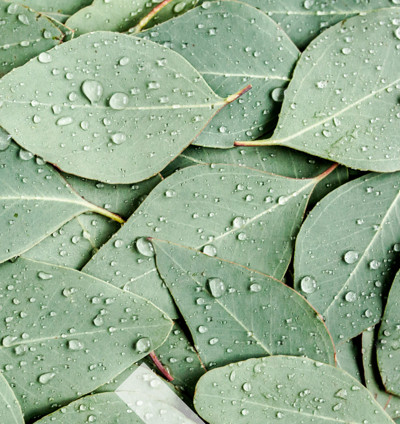 Eucalyptus leaves with water droplets as a visual representation of Eucalyptus Fragrance Oil available at Village Craft and Candle || Feuilles d'eucalyptus avec des gouttelettes d'eau comme représentation visuelle de l'huile parfumée d'eucalyptus disponible chez Village Craft and Candle