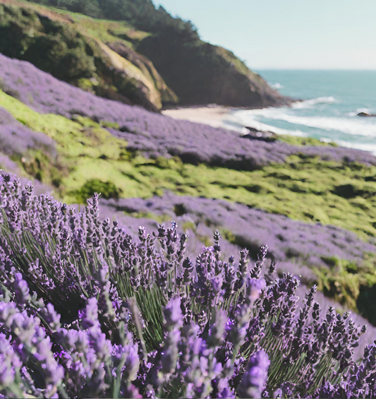 Hillside covered in lavender & moss overlooking water as a visual representation of Forrest Hill Fragrance Oil available at Village Craft and Candle