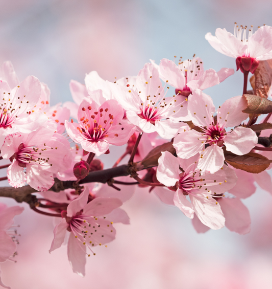 Gros plan de fleurs de cerisier blanches sur un cerisier avec un fond de ciel bleu comme représentation visuelle de l'huile parfumée de fleurs de cerisier japonaise disponible chez Village Craft and Candle