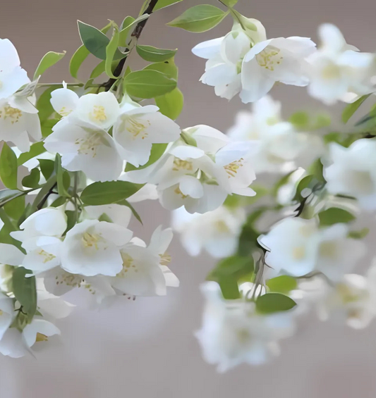 White flowers on a branch with a solid beige background as a visual representation of Jasmine & White Silk Fragrance Oil available at Village Craft and Candle