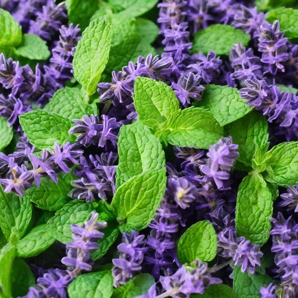 Bed of lavender and lime as a visual representation of Lavender Lime and Mint Fragrance Oil available at Village Craft and Candle || Lit de lavande et de citron vert comme représentation visuelle de l'huile parfumée de lavande, de citron vert et de menthe disponible chez Village Craft and Candle