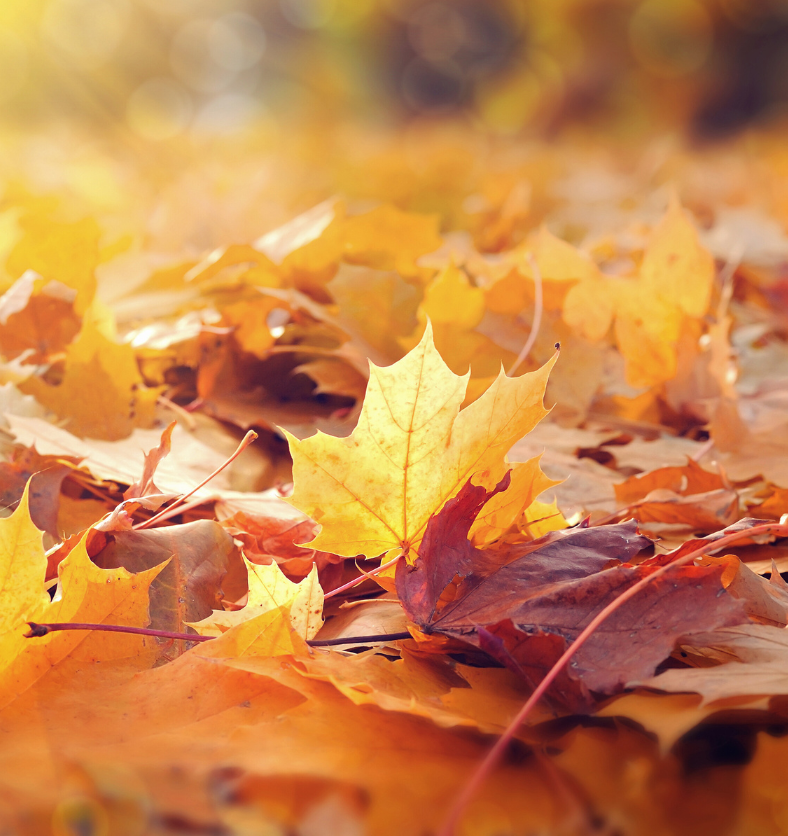 Leaves - Fragrance Oil