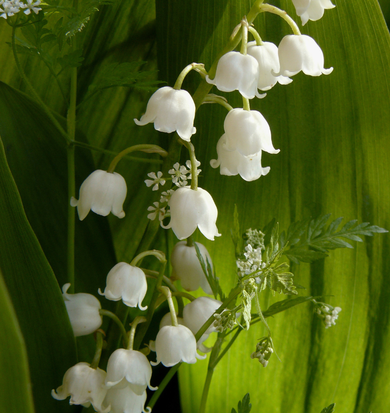 Lily of the Valley flowers in a green leafy background as a visual representation of Lily of the Valley Fragrance Oil available at Village Craft and Candle || Fleurs de muguet sur fond de feuilles vertes comme représentation visuelle de l'huile parfumée de muguet disponible chez Village Craft and Candle.