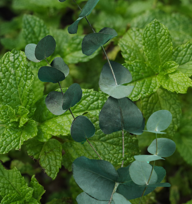 Eucalyptus and mint leaves as a visual representation of Eucalyptus Mint Fragrance Oil available at Village Craft and Candle || Feuilles d'eucalyptus et de menthe sur fond bleu sarcelle comme représentation visuelle de l'huile parfumée à la menthe d'eucalyptus disponible chez Village Craft and Candle