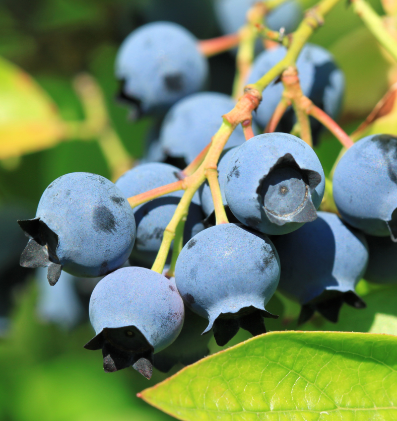 Dusty blueberries on a branch in the sun as a visual representation of Northern Blueberry Fragrance Oil available at Village Craft and Candle || Bleuets poussiéreux sur une branche au soleil comme représentation visuelle de l'huile parfumée de bleuet du Nord disponible chez Village Craft and Candle