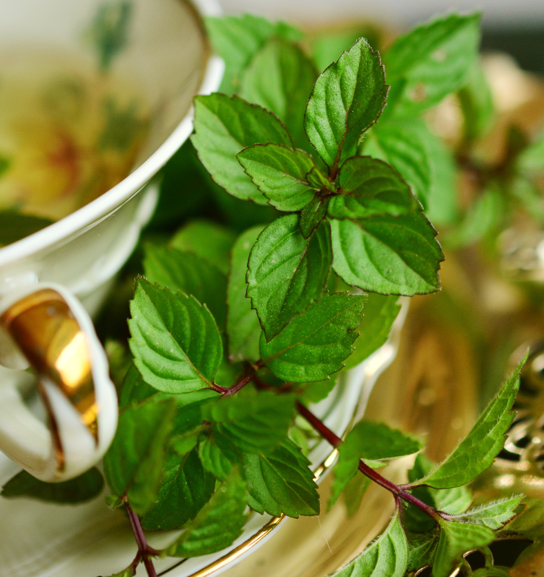 Close up of peppermint leaves next to a cup of tea as a visual representation of Peppermint Fragrance Oil available at Village Craft and Candle || Gros plan de feuilles de menthe poivrée à côté d'une tasse de thé comme représentation visuelle de l'huile parfumée à la menthe poivrée disponible chez Village Craft and Candle