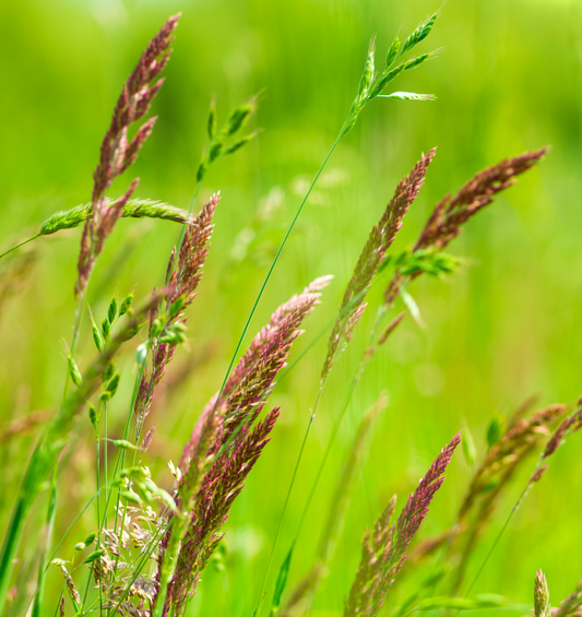 Field of wild grass as a visual representation of Sweet Grass Fragrance Oil available at Village Craft and Candle