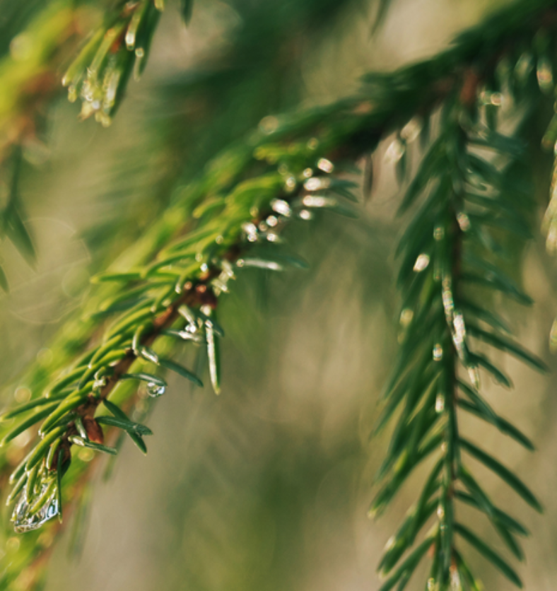 Close up image of spruce twigs as a visual representation of Twigs of Spruce Fragrance Oil available at Village Craft and Candle || Image en gros plan de brindilles d'épinette comme représentation visuelle de brindilles d'huile parfumée d'épinette disponible chez Village Craft and Candle