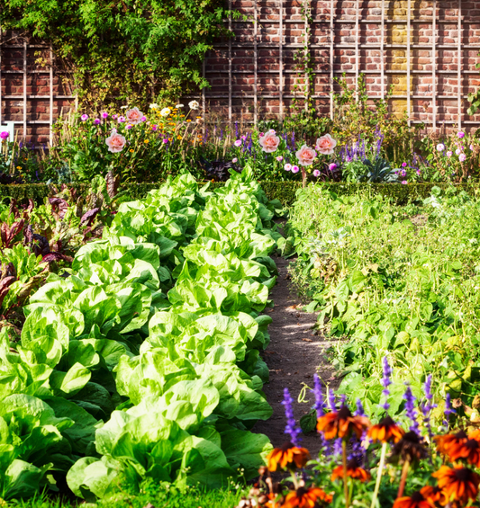 Potager avec de la laitue, de l'aneth et d'autres légumes comme représentation visuelle de l'huile parfumée Veggie Garden disponible chez Village Craft and Candle