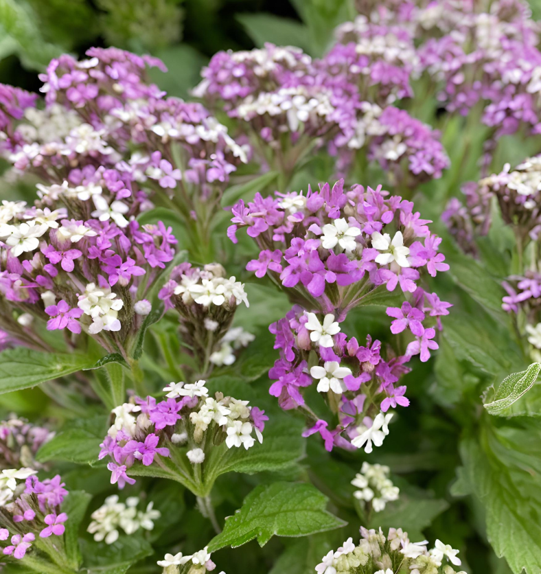 Verbena & White Thyme Fragrance Oil for Candle Making || Verbène et huile de parfum de thym blanc pour fabrication de bougies