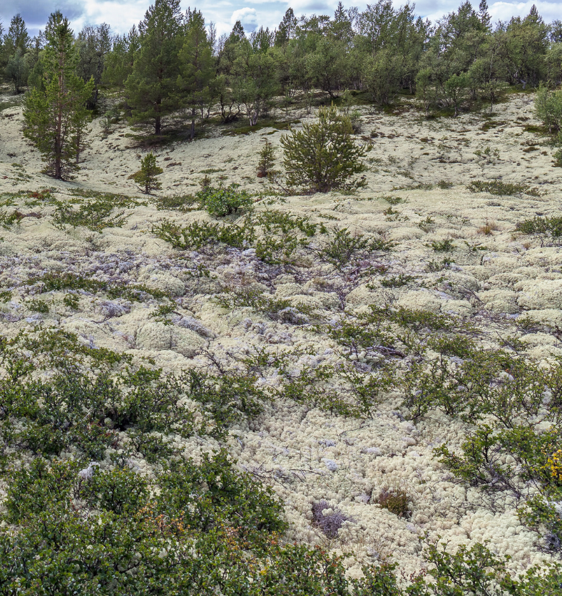A field covered in white moss with a forest in the background as a visual representation of White Moss & Balsam Fragrance Oil available at Village Craft and Candle || Un champ couvert de mousse blanche avec une forêt en arrière-plan comme représentation visuelle de l'huile parfumée de mousse blanche et de baume disponible chez Village Craft and Candle.