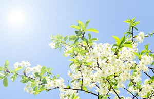 Apple Blossom - Fragrance Oil