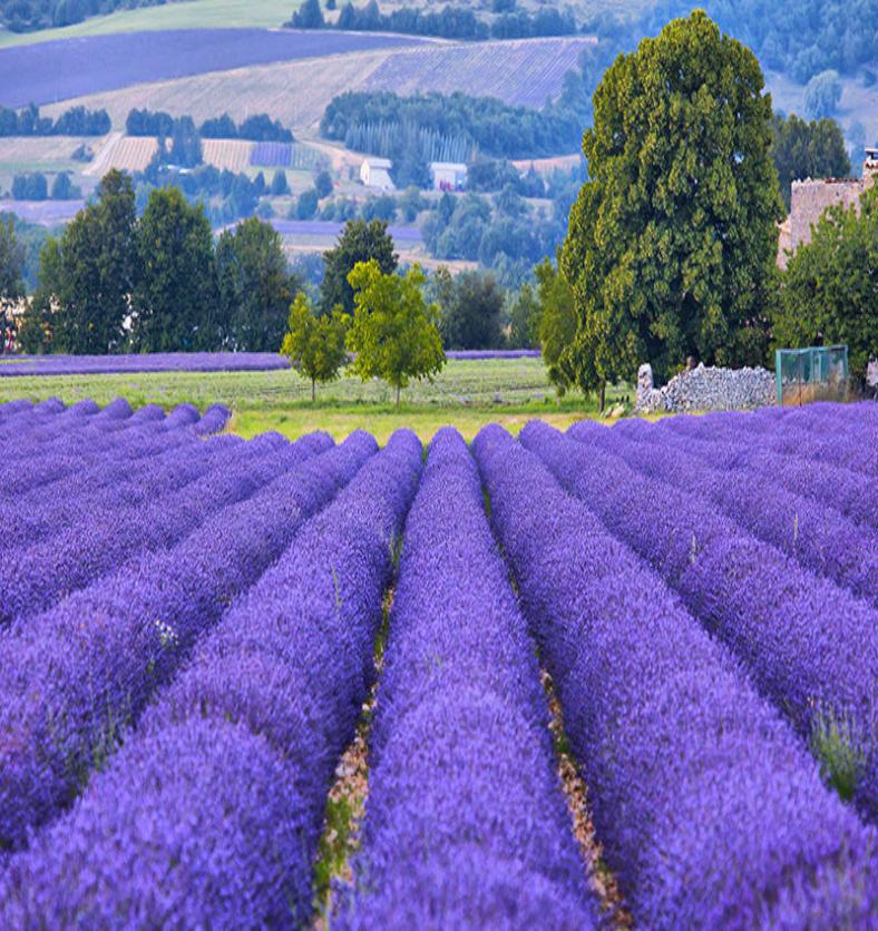 Large fields of lavender with countryside in the background as a visual representation of Lavender Fields Fragrance Oil available at Village Craft and Candle || De grands champs de lavande avec la campagne en arrière-plan comme représentation visuelle de l'huile parfumée des champs de lavande disponible chez Village Craft and Candle.