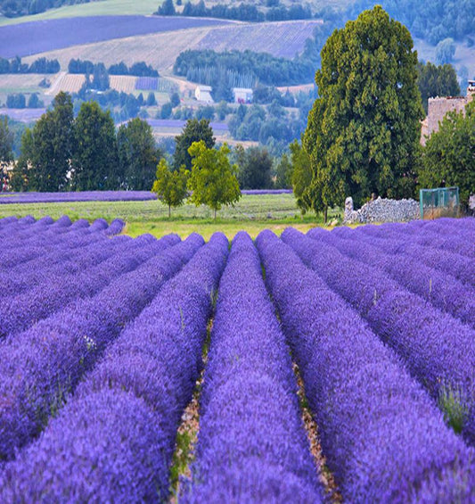 De grands champs de lavande avec la campagne en arrière-plan comme représentation visuelle de l'huile parfumée des champs de lavande disponible chez Village Craft and Candle.