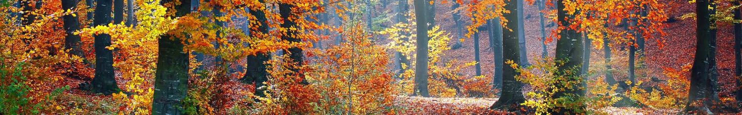 Fall Fragrances