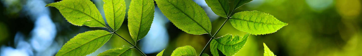 Nature Fragrances
