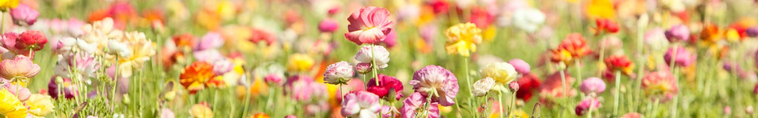 Spring Fragrances