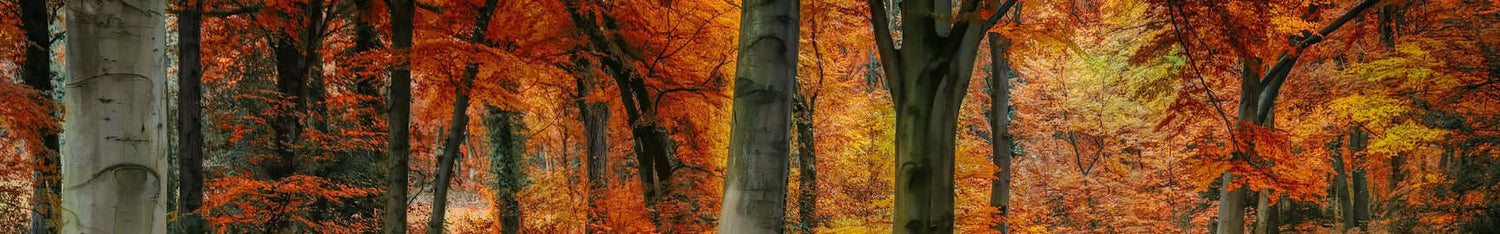 Autumn Catalogue