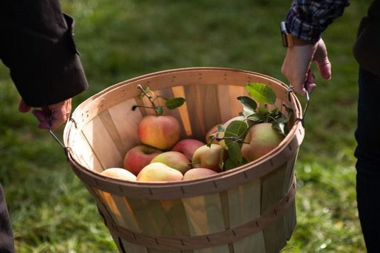 Two people holding wooded barrell filled with apples as a visual representation of Apple Pickin' Fragrance Oil available at Village Craft and Candle 