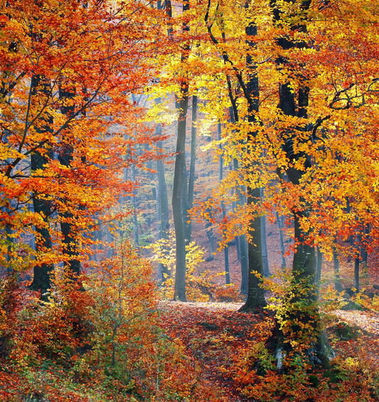  Feuilles de couleur ambrée sur les branches d'une forêt comme représentation visuelle de l'huile parfumée Gold Amber Leaves disponible chez Village Craft and Candle