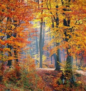 Amber colored leaves on branches fragrance oil for Candle Making || Feuilles de couleur ambre sur les branches de l'huile de parfum pour la fabrication de bougies