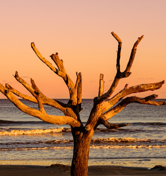  Coucher de soleil sur la plage avec un arbre sans vie au premier plan comme représentation visuelle de l'huile parfumée Ambre et Bois Flotté disponible chez Village Craft and Candle.