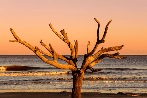 Amber & Driftwood Fragrance Oil. Beach sunset with a lifeless tree in the foreground || Huile parfumée Ambre et Bois flotté. Coucher de soleil sur la plage avec un arbre sans vie au premier plan
