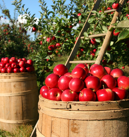 wooden barrels  filled with apples in orchard with ladder behind as a visual representation of Apple Pickin' Fragrance Oil available at Village Craft and Candle 