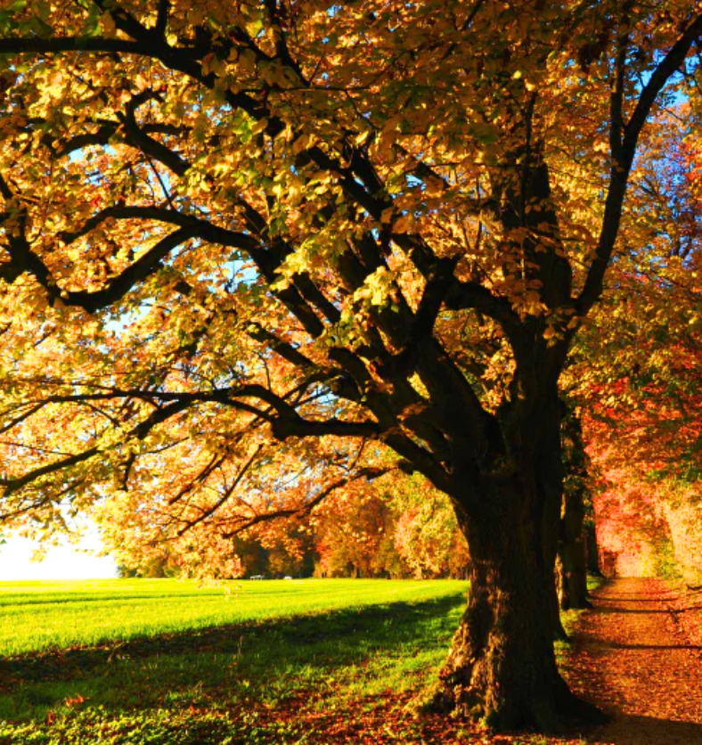 A colourful autumn trail with big maple trees as a visual representation of Village Craft & Candles Autumn Trail | Un sentier automnal coloré avec de grands érables comme représentation visuelle de Village Craft & Candles Autumn Trail