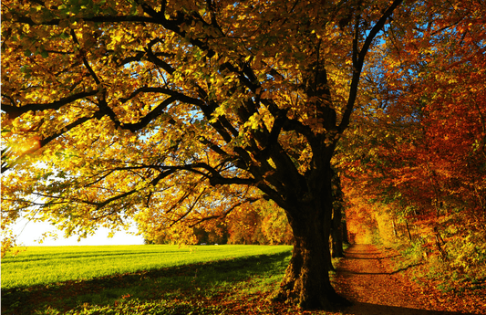  Sentier usé en automne avec un champ vert à côté d'arbres imposants comme représentation visuelle de l'huile parfumée Autumn Trail disponible chez Village Craft and Candle