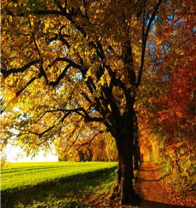 Sentier d'automne - Huile de parfum