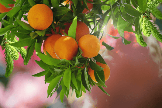 Oranges on a branch in the sunlight as a visual representation of Balanced Essential Oil Blend available at Village Craft and Candle 