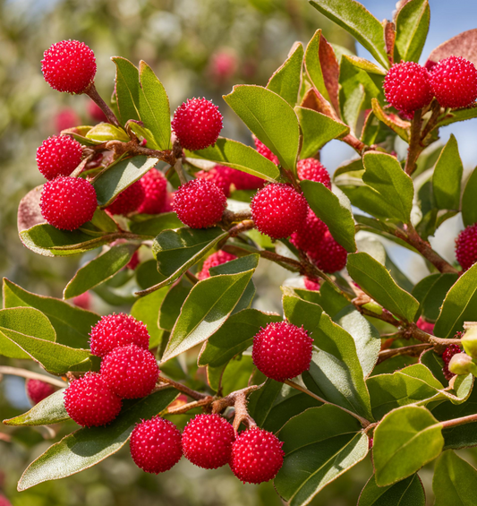 Leaf on a bed of bayberries as a visual representation of Bayberry Fragrance Oil available at Village Craft and Candle 