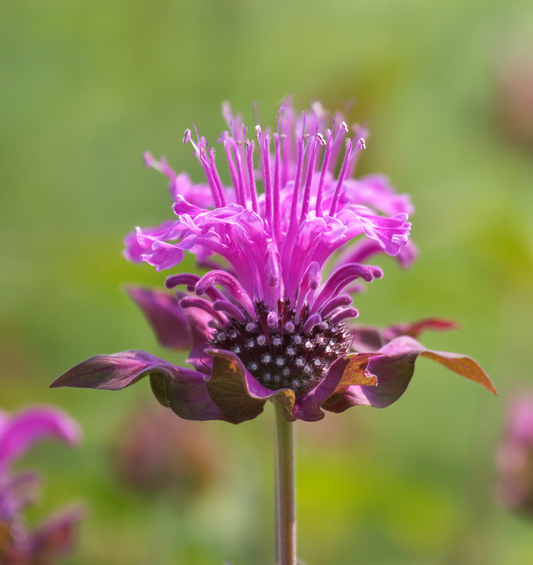  Gros plan d'une fleur de bergamote violette comme représentation visuelle de l'huile essentielle de bergamote d'Italie disponible chez Village Craft and Candle