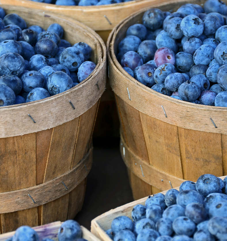 Wooden barrels of large vibrant blueberries as a visual representation of Blueberry Fragrance Oil available at Village Craft and Candle || Tonneaux en bois de grosses myrtilles vibrantes comme représentation visuelle de l'huile parfumée aux myrtilles disponible chez Village Craft and Candle