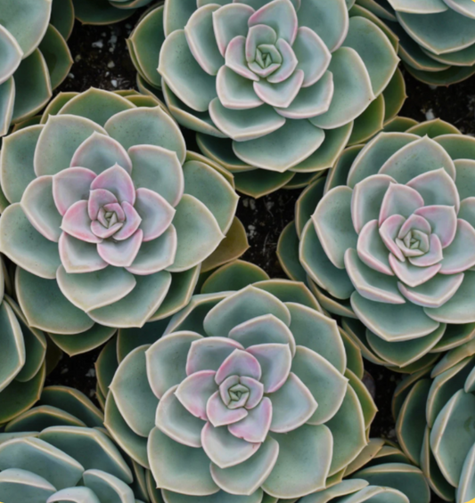 Top view of nine small cacti as a visual representation of Cactus Fragrance Oil available at Village Craft and Candle 