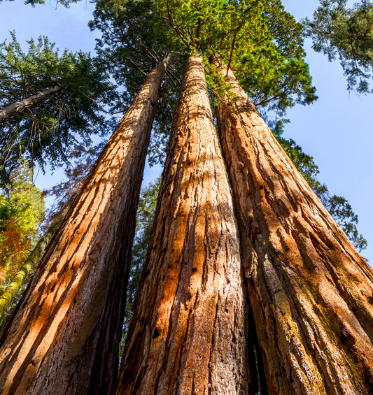 Tall and Lush Cedarwood Forest as a visual representation of Virginia Cedarwood Essential Oil available at Village Craft and Candle 