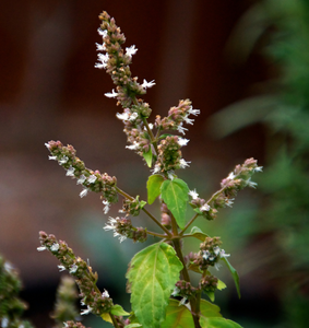 Charred Patchouli Fragrance Oil for Candle Making || Huile parfumée au patchouli carbonisé pour la fabrication de bougies