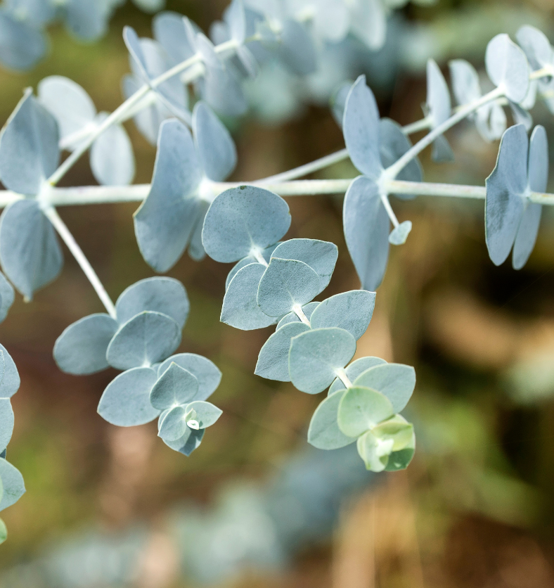 Flowering eucalyptus branch as a visual representation of China Eucalyptus Essential Oil available at Village Craft and Candle || Branche d'eucalyptus en fleurs comme représentation visuelle de l'huile essentielle d'eucalyptus de Chine disponible chez Village Craft and Candle