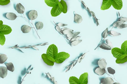 Eucalyptus and mint leaves on a teal background as a visual representation of Eucalyptus Mint Fragrance Oil available at Village Craft and Candle 