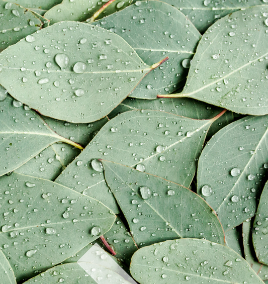 Eucalyptus leaves with water droplets as a visual representation of Eucalyptus Fragrance Oil available at Village Craft and Candle 