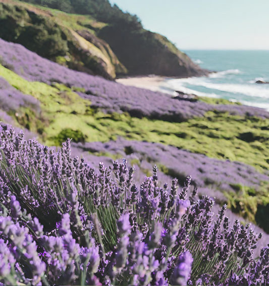 Hillside covered in lavender & moss overlooking water as a visual representation of Forrest Hill Fragrance Oil available at Village Craft and Candle 