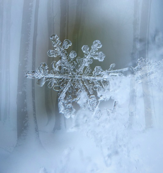  Gros plan extrême d'un flocon de neige sur une aiguille de pin comme représentation visuelle de l'huile parfumée Frosted Forest disponible chez Village Craft and Candle