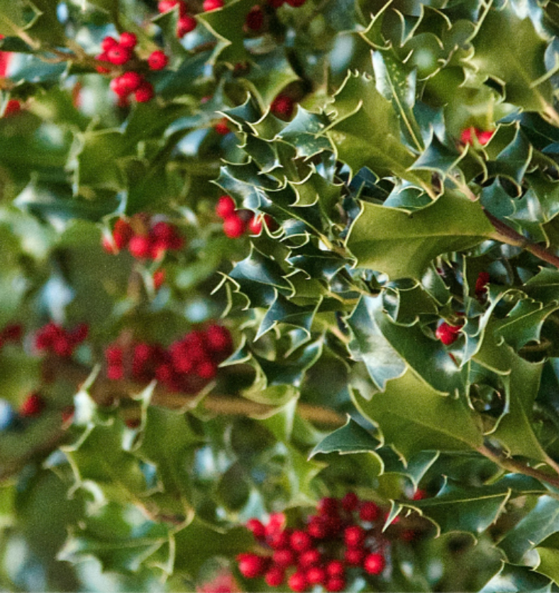 Shiny green leaves with red, round holly berries as a visual representation of Holly & Ivy Fragrance Oil available at Village Craft and Candle || Feuilles vertes brillantes avec des baies de houx rouges et rondes comme représentation visuelle de l'huile parfumée Holly & Ivy disponible chez Village Craft and Candle.